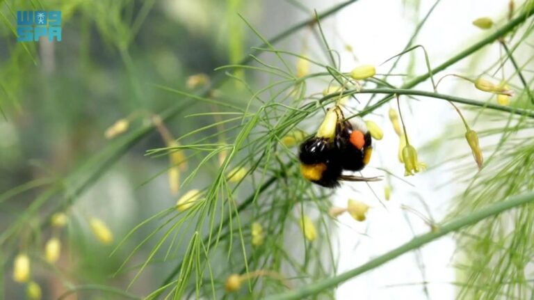 أمن-غذائي-بمضاعفة-زراعة-الهليون