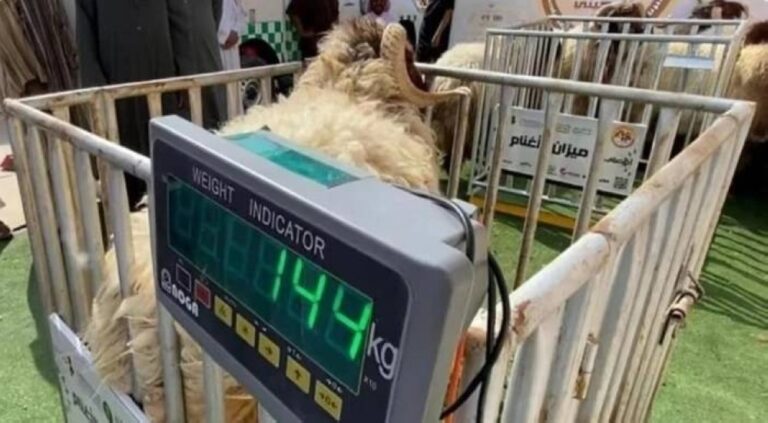 المقاييس-تشترط-لوحات-التعريف-والصيانة-لموازين-الماشية