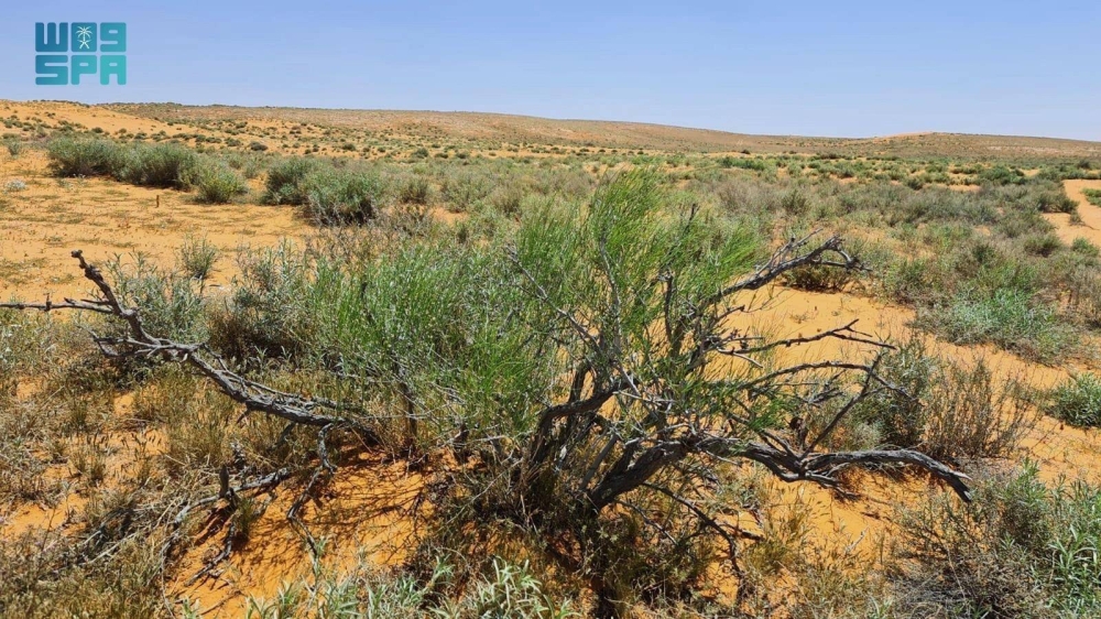 الطلح-والسدر-والسلم-أبرز-نباتات-تشجير-الرياض