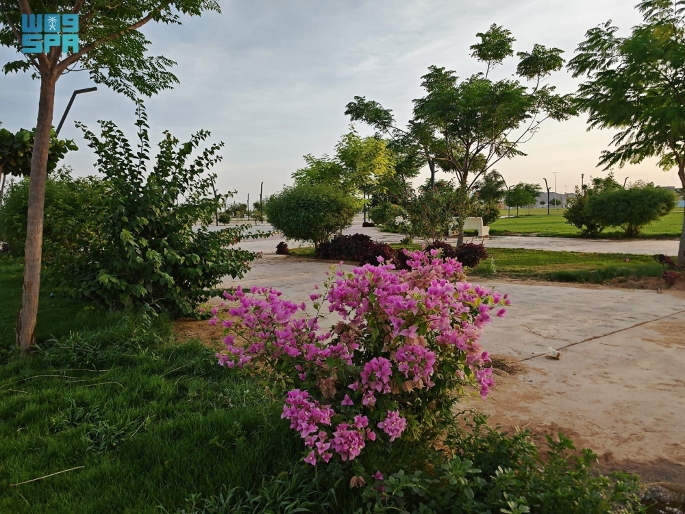 500-ألف-وردة-وشجرة-بنجران