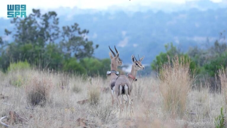 +2000-كائن-فطري-تعود-إلى-الطبيعة