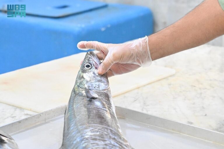 427-كلجم-أسماكا-ولحوما-فاسدة