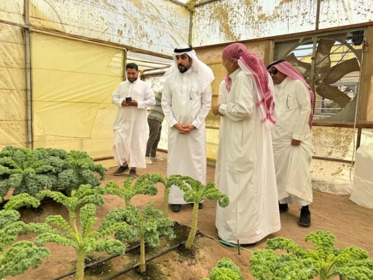 6-آلاف-طن-حجم-الإنتاج-الزراعي-العضوي-بالمدينة