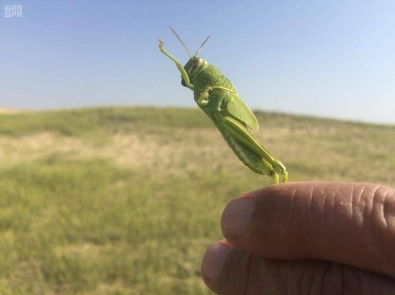 مكافحة-الجراد-على-4-ملايين-هكتار