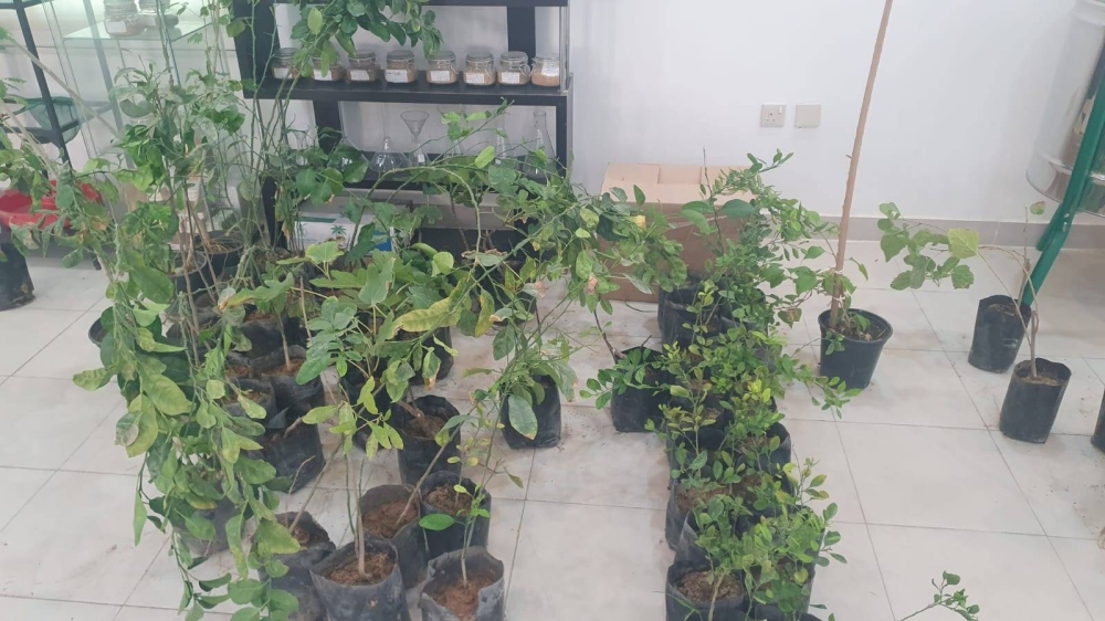 توزيع-شتلات-مجانية-بالأحساء