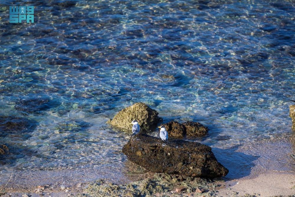 الوجه-تستعد-لزوار-الخريف