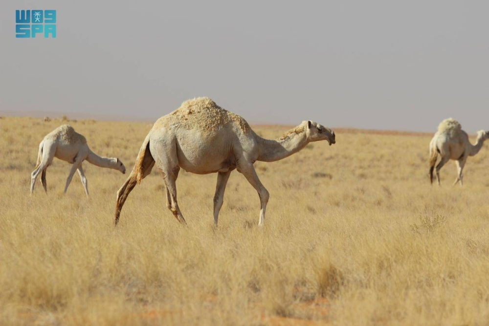 لينة-التاريخية-تتوشح-بالأعشاب-الموسمية-والشجيرات