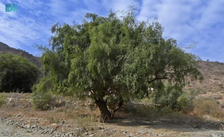 السدر-واللوز-من-أكثر-النباتات-انتشارا-بالباحة