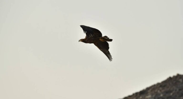 محمية-الأمير-محمد-بن-سلمان-الملكية-ترصد-أول-ظهور-للنسر-الأبيض-الذيل-في-السعودية-منذ-20-عاما