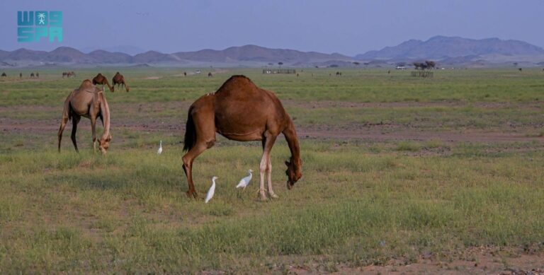 ضبط-مخالفة-رعي-بمحمية-ملكية