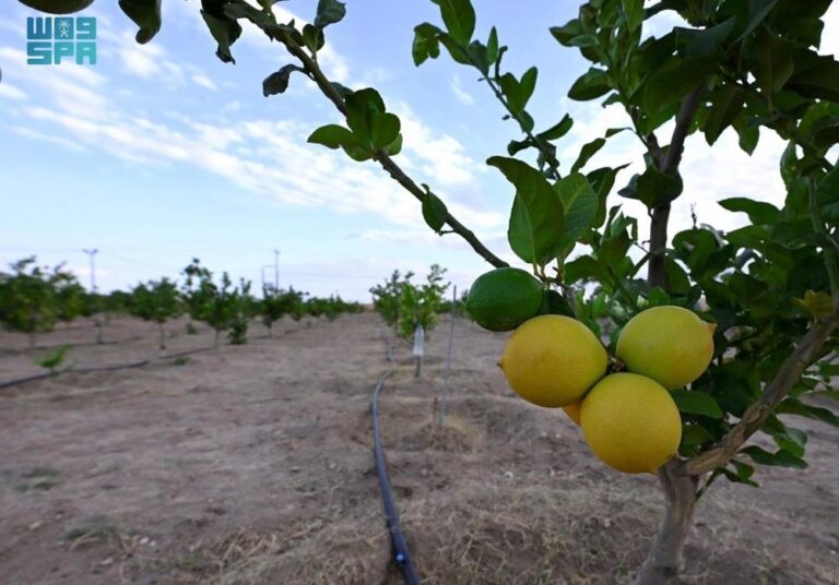 7-قرارات-أسهمت-في-تنظيم-نشاط-الزراعة-العضوية