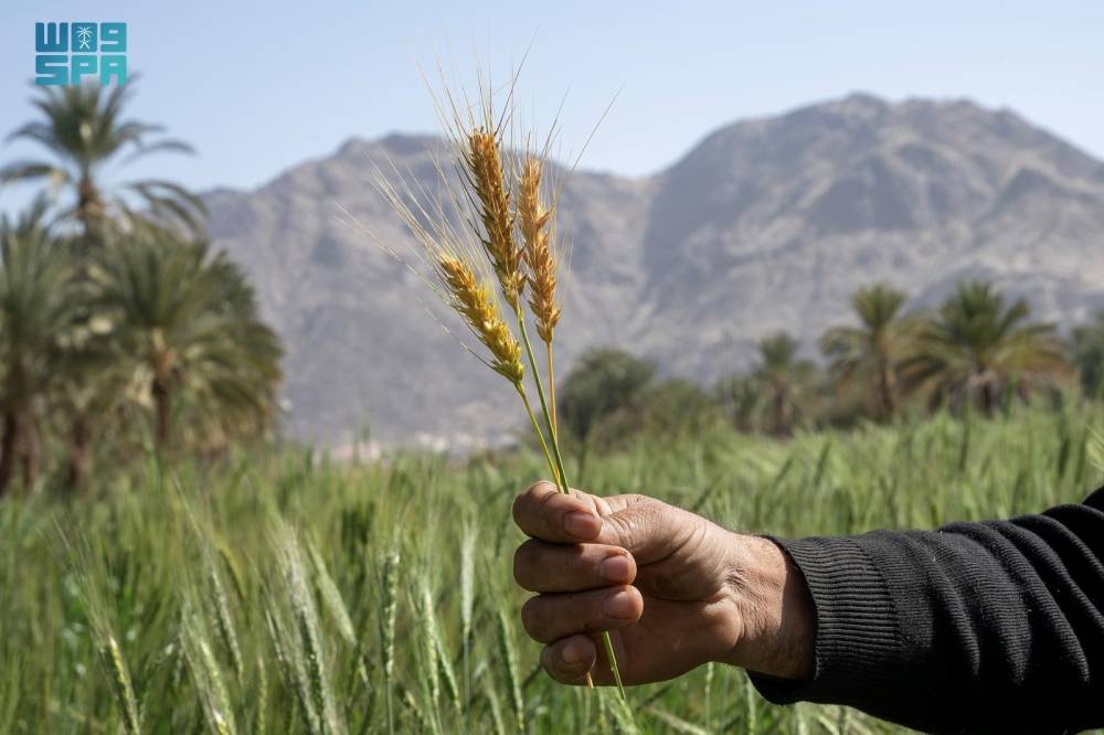 مزارعو-نجران-يتهيؤون-لحصاد-القمح