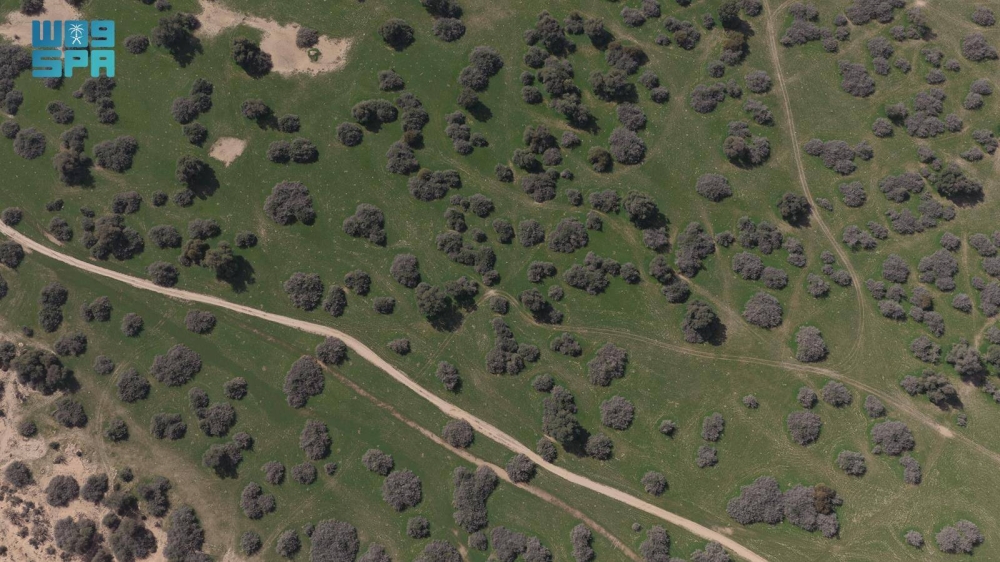 روضة-خريم-تتوشح-بالغطاء-النباتي