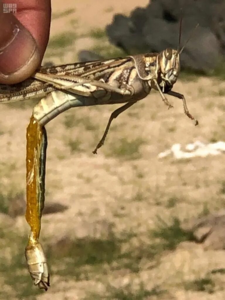 مسيرات-لمكافحة-الجراد