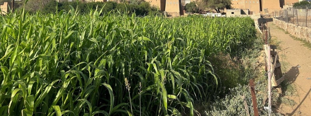 شكاوى-المستفيدين-تكشف-أبرز-تحديات-نما