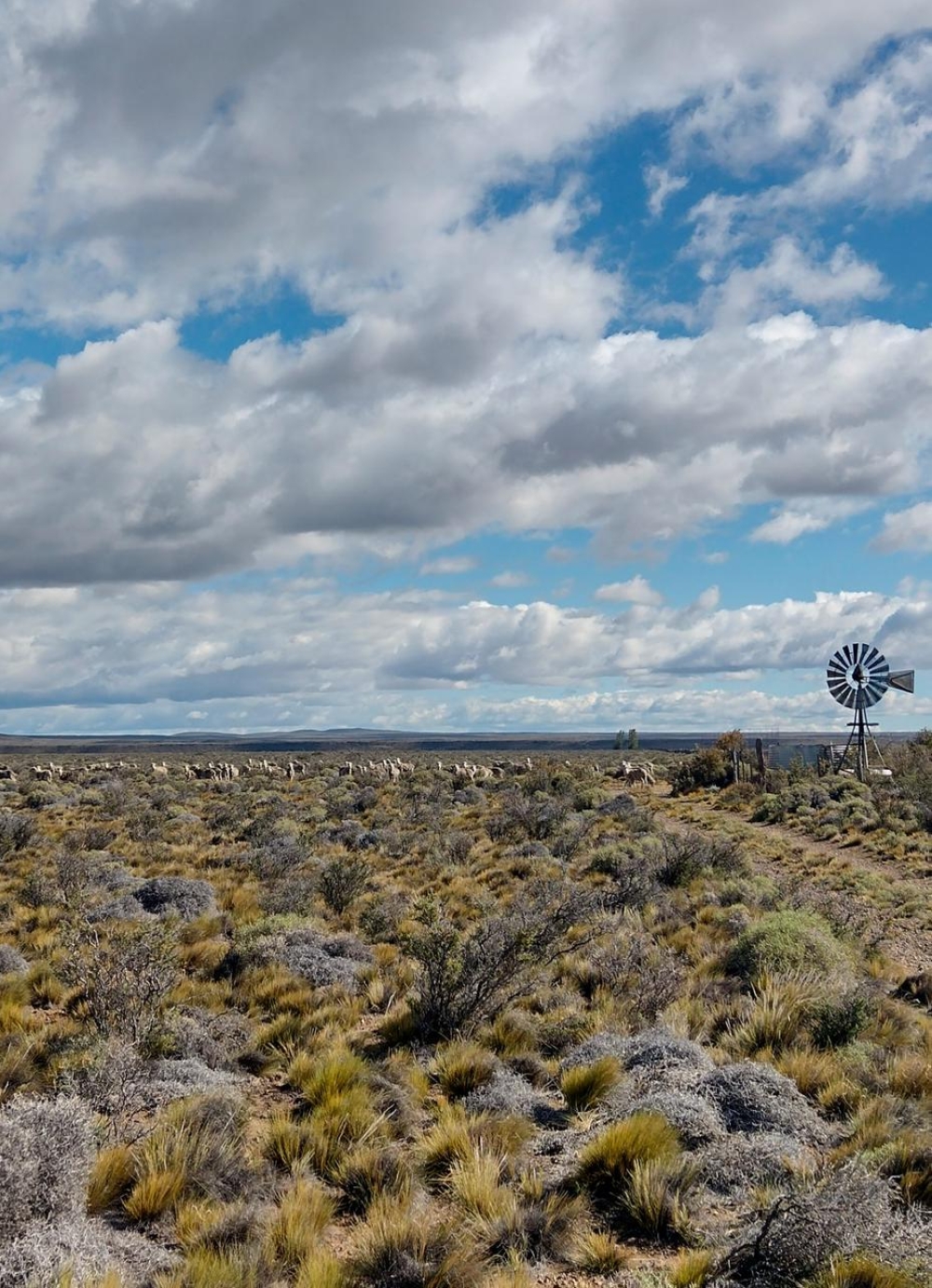 دراسة من "كاوست": تنوع النباتات يعزز قدرة الأراضي الجافة على تحمّل الرعي