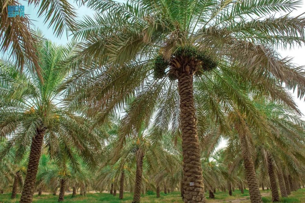 فحص-13-مليون-نخلة-بالمناطق-وتعزيز-مكافحة-الآفات