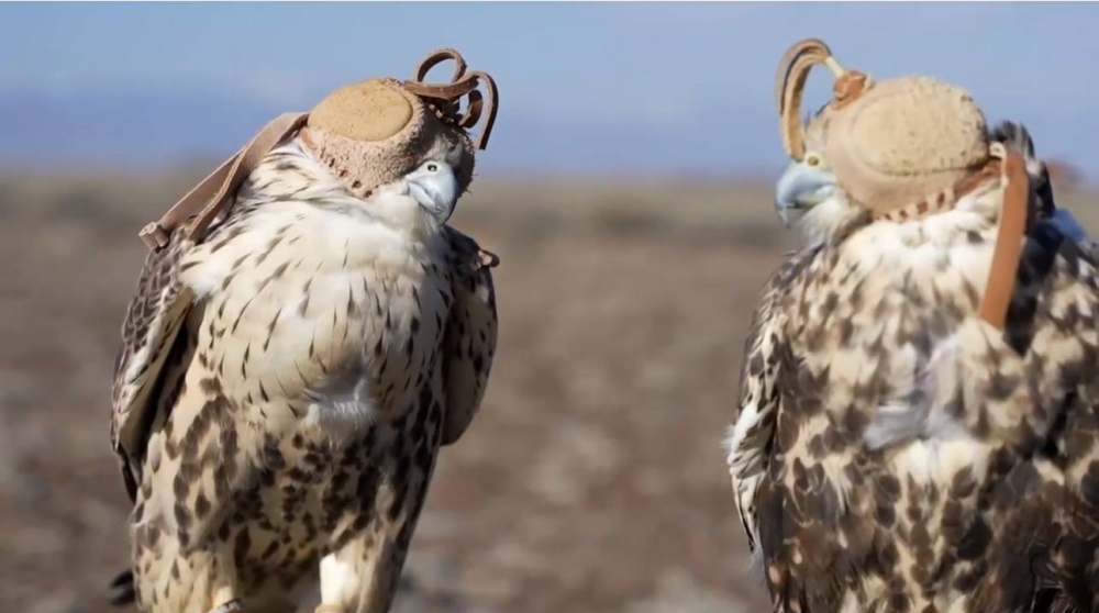 نادي-الصقور-السعودي-يطلق-عددا-من-الصقور-في-كازاخستان