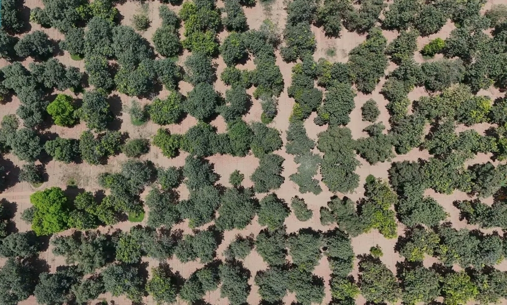 مانجو-جازان:-إنتاج-يفتح-فرصا-واعدة-في-التصنيع-الغذائي