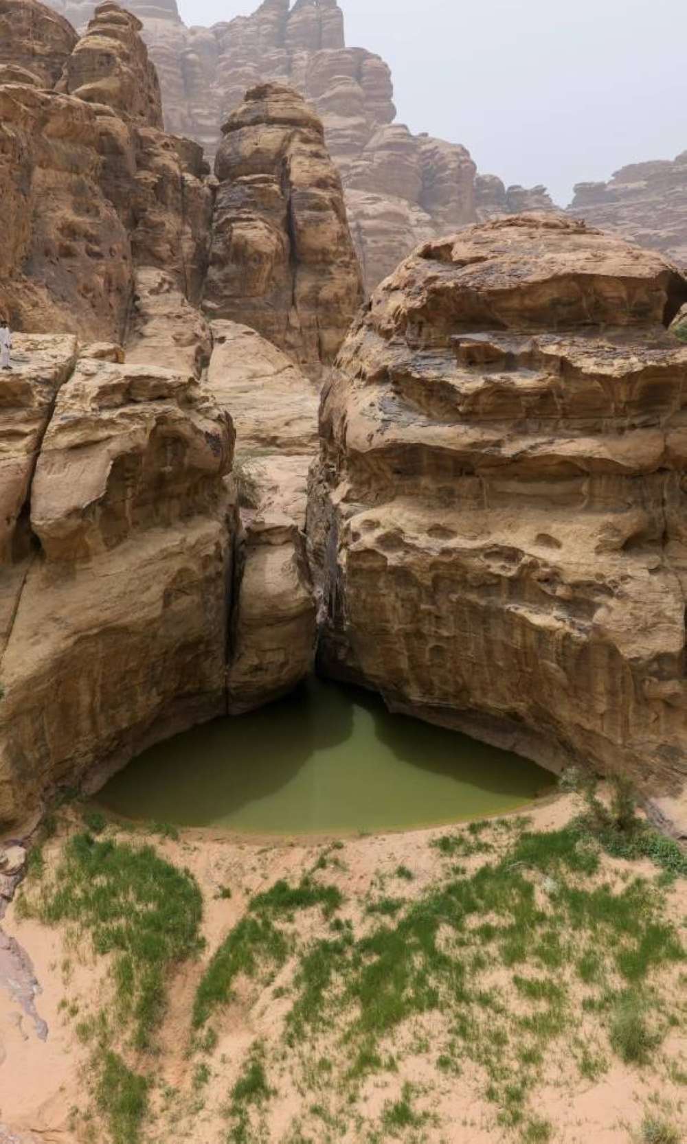 طلائع الربيع بتبوك تعزز الجذب السياحي