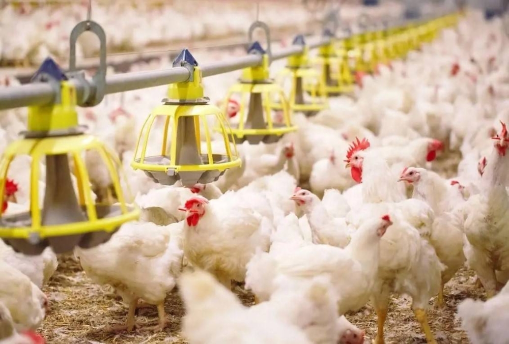 البيئة تؤكد وفرة منتجات الدواجن في الأسواق المحلية