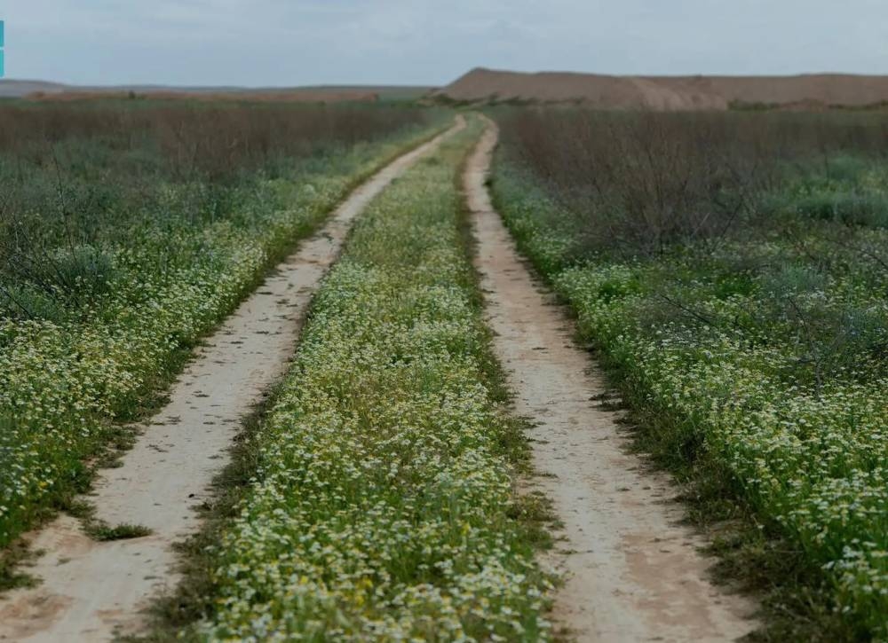 الأقحوان تكسو الحدود الشمالية