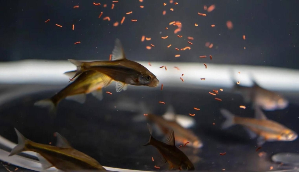 إطلاق أول برنامج لإكثار وتوطين أسماك المياه العذبة