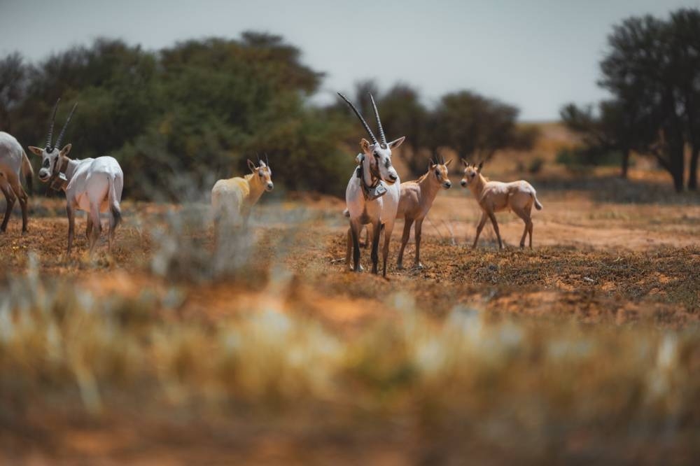 أكثر من 90 ولادة للحياة الفطرية بمحمية الإمام تركي بن عبدالله الملكية في الربع الأول 2026م