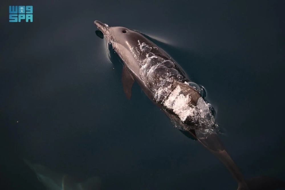 مشاهد الدلافين تعزز الجاذبية السياحية لفرسان