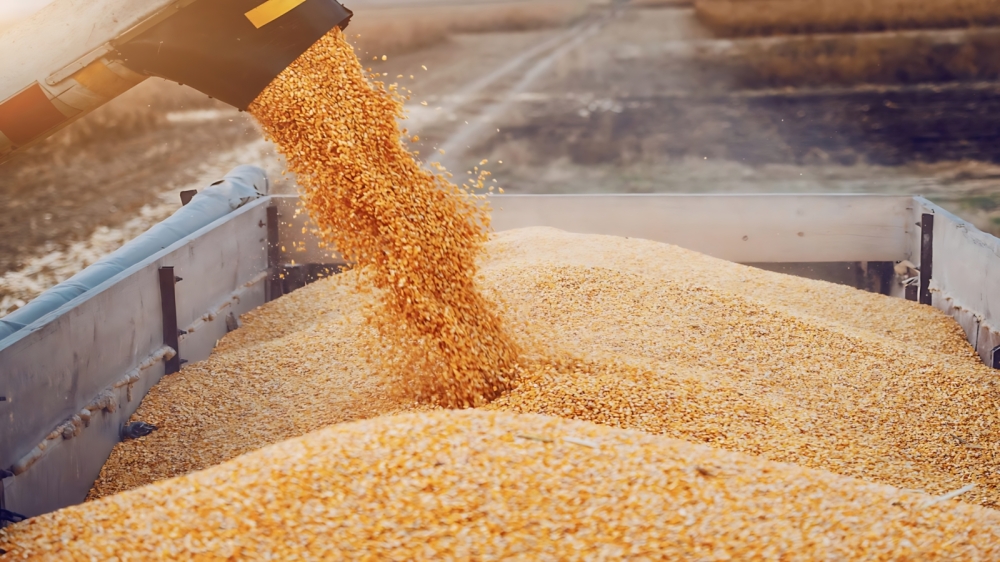 طرح المناقصة الثالثة في العام الحالي لاستيراد 710 آلاف طن من القمح