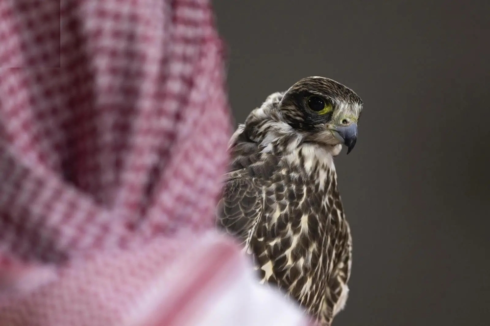 نادي الصقور السعودي يعلن مواعيد فعالياته لعام 2026