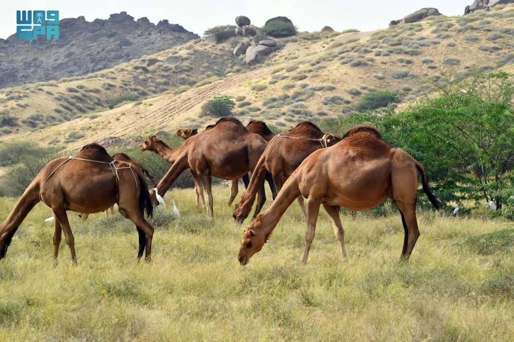 تلويث تربة وتجريف ورعي مخالف بـ 3 مناطق