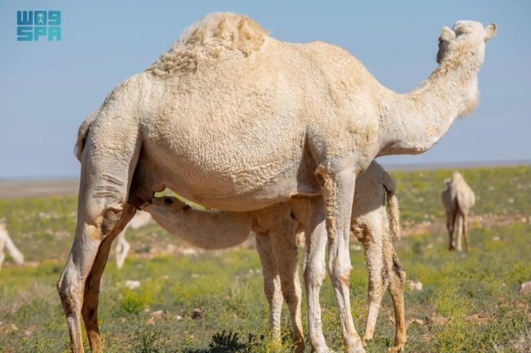 لا-دعم-حكوميا-للإبل-المؤجرة