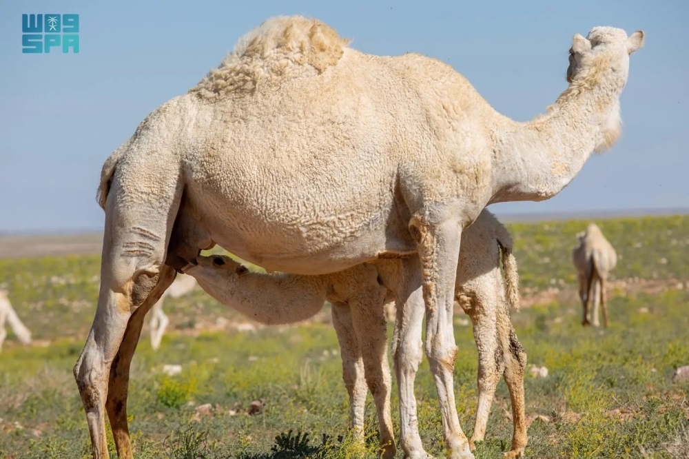 لا دعم حكوميا للإبل المؤجرة