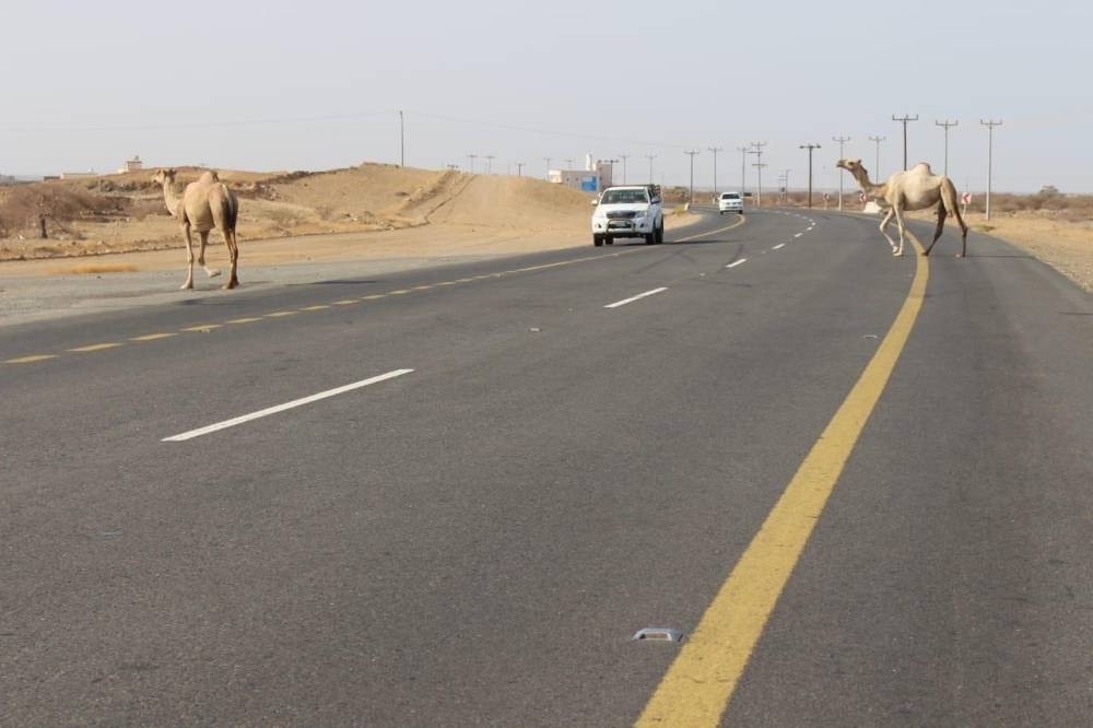 436 حادثا بسبب الحيوانات السائبة