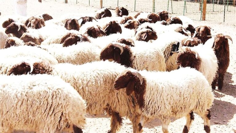 انخفاض-أسعار-الأغنام-باستثناء-«النعيمي-والبربري».-وتباين-الأعلاف