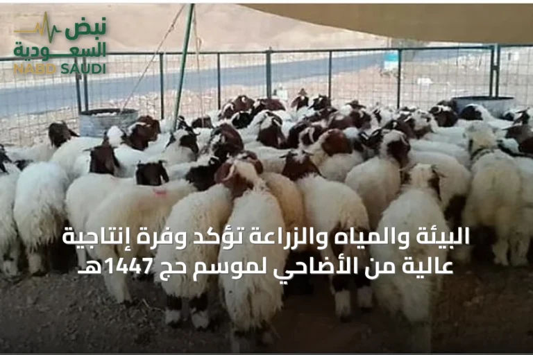 البيئة والمياه والزراعة تؤكد وفرة إنتاجية عالية من الأضاحي لموسم حج 1447هـ