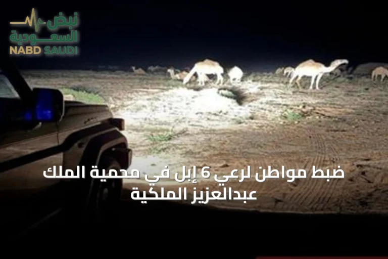 ضبط مواطن لرعي 6 إبل في محمية الملك عبدالعزيز الملكية