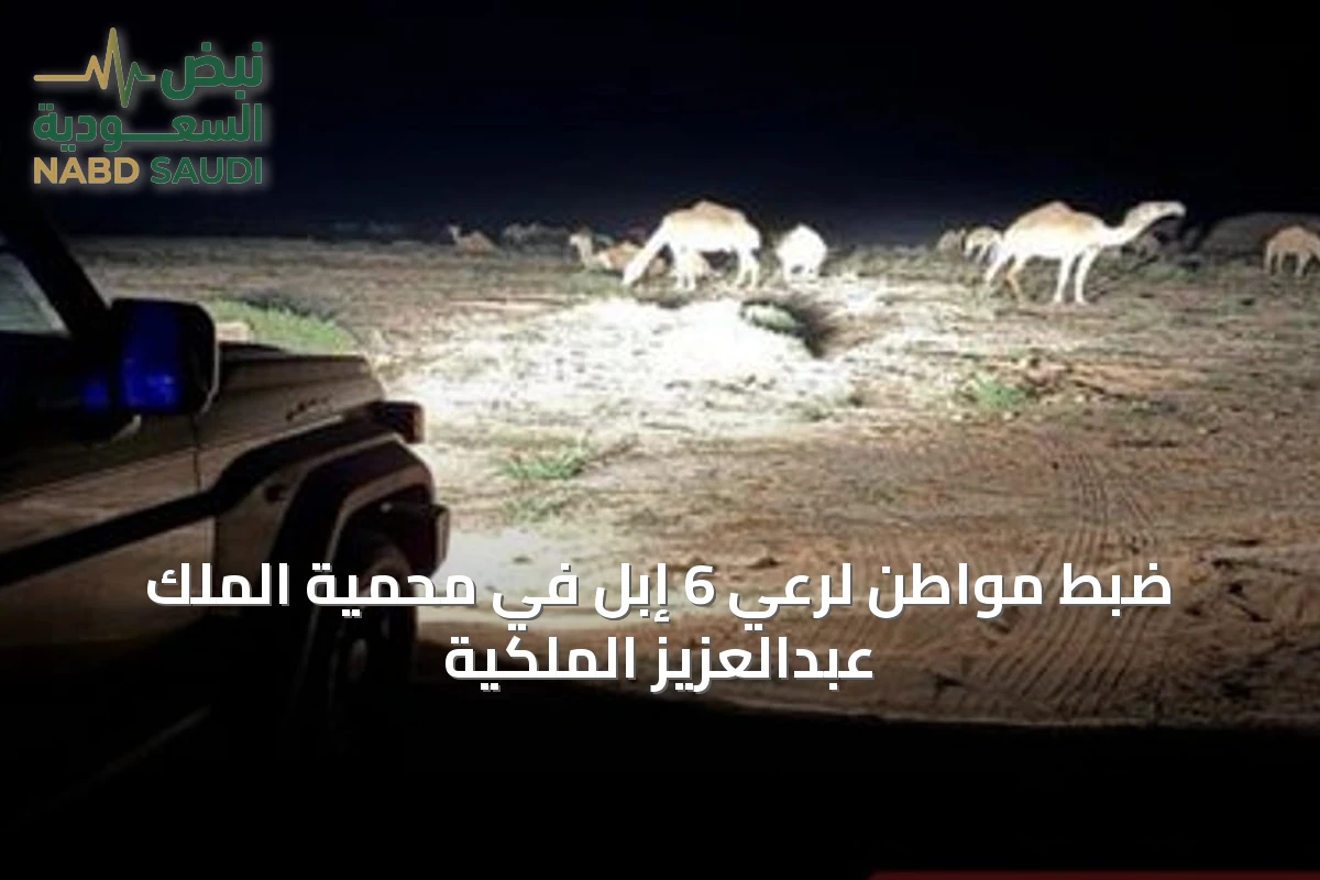 ضبط مواطن لرعي 6 إبل في محمية الملك عبدالعزيز الملكية
