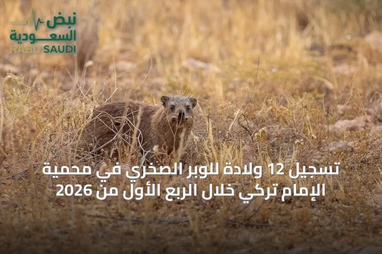 تسجيل 12 ولادة للوبر الصخري في محمية الإمام تركي خلال الربع الأول من 2026