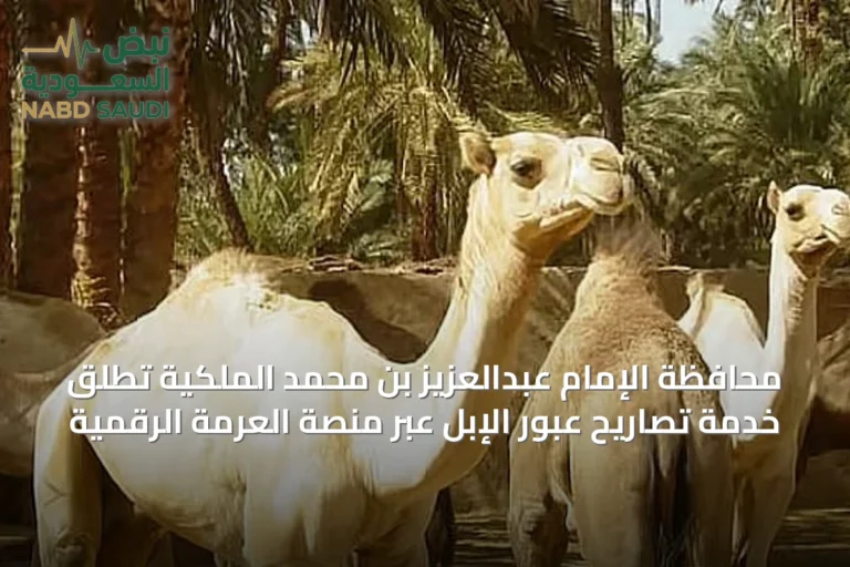 محافظة الإمام عبدالعزيز بن محمد الملكية تُطلق خدمة تصاريح عبور الإبل عبر منصة العرمة الرقمية