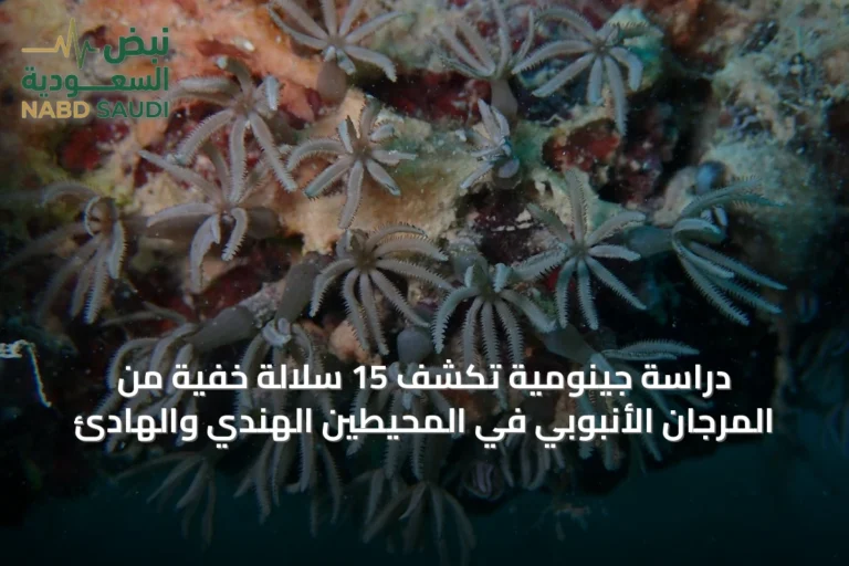 دراسة جينومية تكشف 15 سلالة خفية من المرجان الأنبوبي في المحيطين الهندي والهادئ
