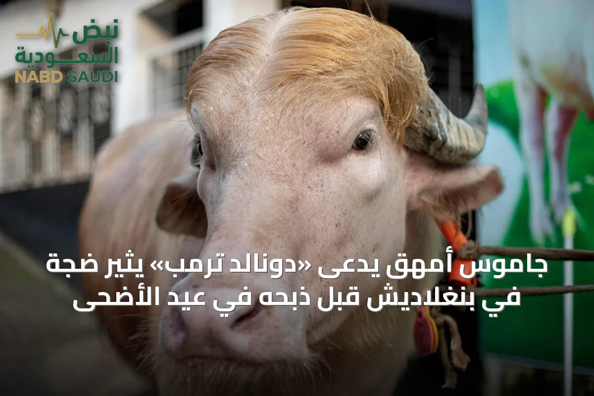 جاموس أمهق يُدعى «دونالد ترمب» يثير ضجة في بنغلاديش قبل ذبحه في عيد الأضحى