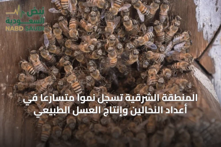 المنطقة الشرقية تسجل نمواً متسارعاً في أعداد النحالين وإنتاج العسل الطبيعي