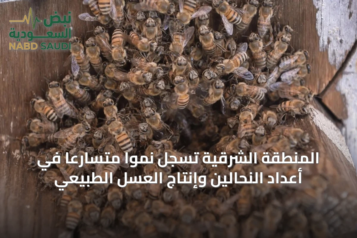 المنطقة الشرقية تسجل نمواً متسارعاً في أعداد النحالين وإنتاج العسل الطبيعي