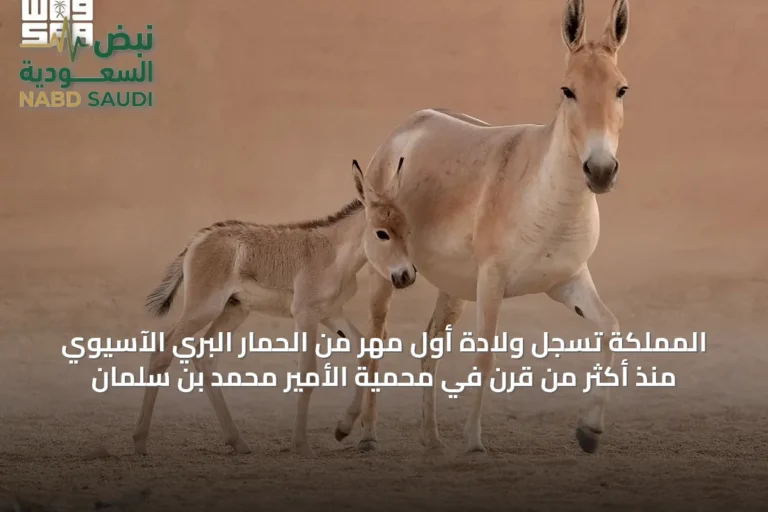 المملكة تسجل ولادة أول مهر من الحمار البري الآسيوي منذ أكثر من قرن في محمية الأمير محمد بن سلمان
