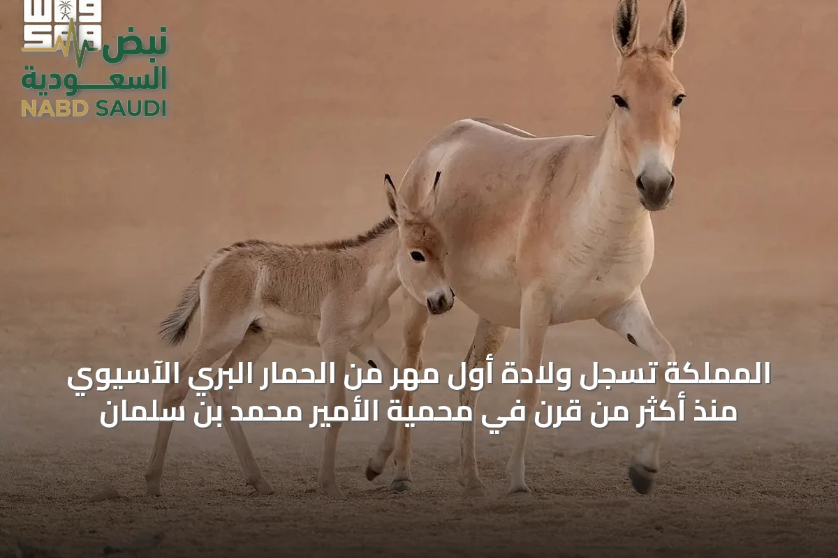 المملكة تسجل ولادة أول مهر من الحمار البري الآسيوي منذ أكثر من قرن في محمية الأمير محمد بن سلمان