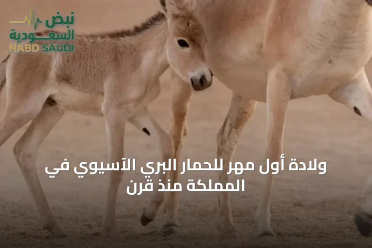 ولادة أول مهر للحمار البري الآسيوي في المملكة منذ قرن
