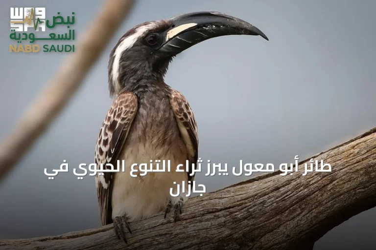 طائر أبو معول يبرز ثراء التنوع الحيوي في جازان