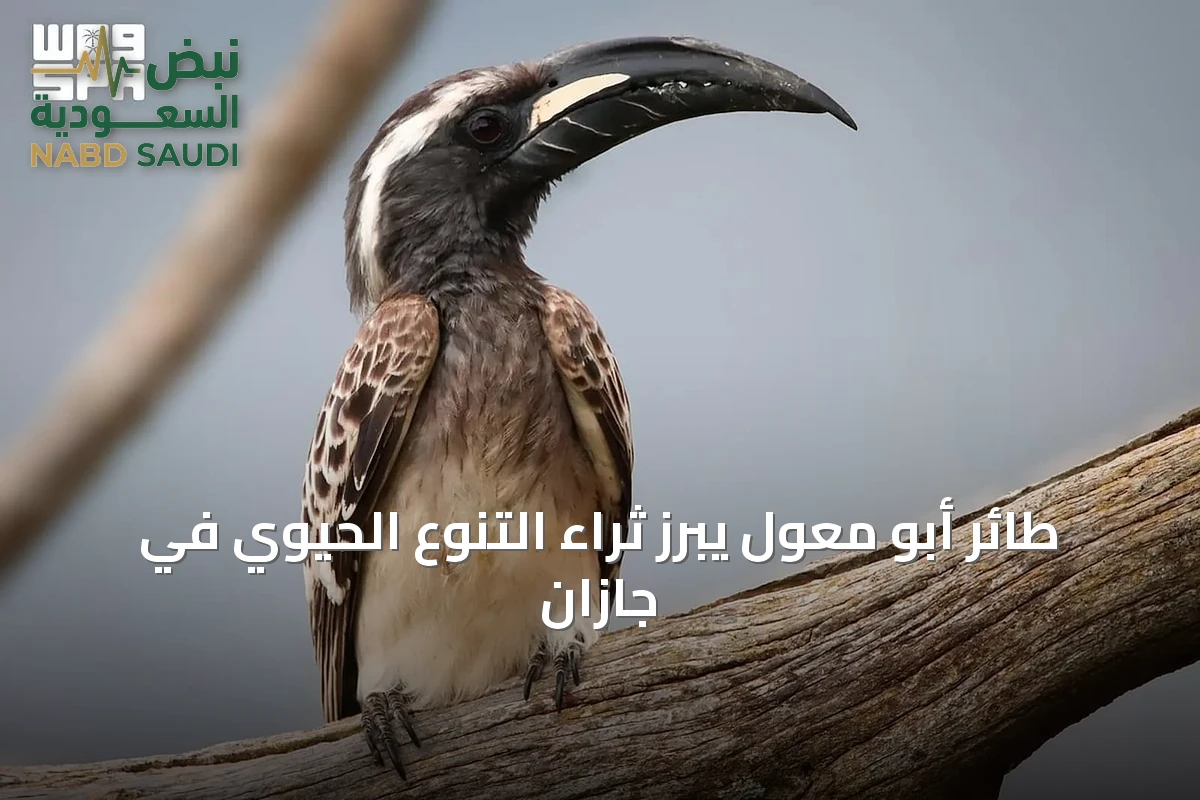 طائر أبو معول يبرز ثراء التنوع الحيوي في جازان